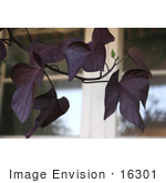 #16301 Picture Of A Purple Ornamental Sweet Potato Vine