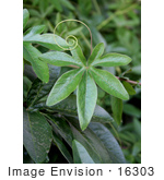 #16303 Picture Of A Tendril And Leaf Of A Blue Passion Flower Vine