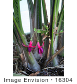 #16304 Picture Of Fuchsia Flowers Mixed In A Palm Plant