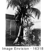 #16318 Picture Of Coconuts On A Palm Tree In Cuba