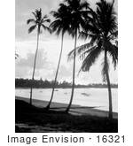 #16321 Picture Of Palm Trees On A Beach At Sunset