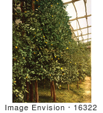 #16322 Picture Of A Lemon Tree Orchard