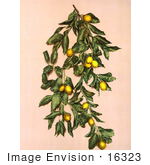 #16323 Picture Of Lemons On A Branch