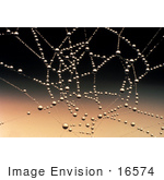 #16574 Picture Of Dew Drops On A Spider Web
