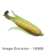 #16968 Picture Of One Whole Opened Ear Of Corn With Silk And Husks