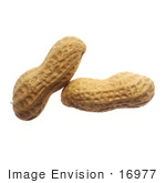 #16977 Picture Of Two Whole Peanuts In The Shell One Leaning On The Other