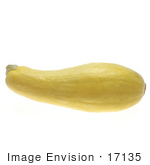 #17135 Picture Of One Whole Yellow Summer Squash Lying Horizontally