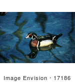 #17186 Picture Of One Wood Duck Or Carolina Duck (Aix Sponsa) Floating On Still Water