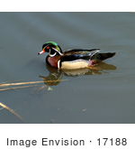 #17188 Picture Of One Wood Duck (Aix Sponsa) Floating On Still Waters