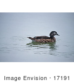 #17191 Picture Of One Wood Duck Hen (Aix Sponsa) Floating Alone