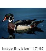 #17195 Picture Of A Wood Duck/Carolina Duck Bird Floating In Rippling Dark Blue Water
