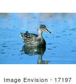 #17197 Picture Of One Gadwall Hen Duck (Anas Strepera) Floating On Blue Reflecting Water