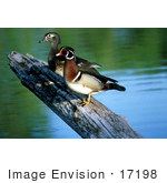 #17198 Picture Of A Pair Of Wood Ducks (Aix Sponsa) Male And Female) On A Log Over Water