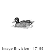 #17199 Picture Of A Blue-Winged Teal (Anas Discors)