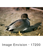 #17200 Picture Of One Gadwall Duck (Anas Strepera) In Profile On Dry Land