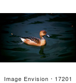 #17201 Picture Of One Fulvous Whistling Duck (Dendrocygna Bicolor) Floating On Dark Waters