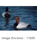 #17205 Picture Of A Canvasback Duck Drake (Aythya Valisineria) In Profile