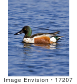 #17207 Picture Of One Northern Shoveler Duck (Anas Clypeater) Floating On Blue Rippling Water