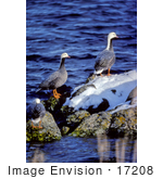 #17208 Picture Of Three Emperor Geese (Chen Canagica) Perched On A Rock Near Coastal Waters In A Winter Habitat