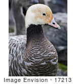 #17213 Picture Of One Emperor Goose (Chen Canagica) At The Yukon Delta National Wildlife Refuge