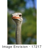 #17217 Picture Of The Head Of One Ostrich Bird (Struthio Camelus)