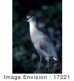 #17221 Picture Of One Black Crowned Night Heron (Nycticorax Nycticorax)