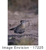 #17225 Picture Of One Roadrunner (Geococcyx)