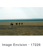 #17226 Picture Of A Group Of Flightless Female Ostrich Birds (Struthio Camelus) On A Plain In Kenya