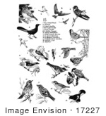 #17227 Illustrated Clip-art of 19 Different Birds Including Thrushes, Cardinals, Swallows, Warblers, Tanagers, and Woodpeckers by JVPD