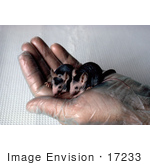 #17233 Picture Of Two Grey Nude Mice In A Gloved Hand