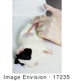 #17235 Picture of a Black and White Guinea Pig Lying on its Side on a Table in a Lab by JVPD