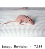 #17236 Picture of a Nude Mouse by JVPD