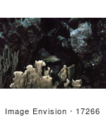 #17266 Picture Of A White Grunt Fish (Haemulon Plumieri)