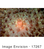 #17267 Picture Of A Coseup Of The Center Of An Invertibrate