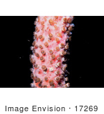 #17269 Picture Of Coral Polyps On Pink Coral Underwater