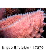 #17270 Picture Of A Pink Colored Vase Sea Sponge