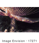 #17271 Picture Of Stalk Of A Feather Duster Worm (Sabellidae) In The Caribbean Sea