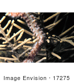 #17275 Picture Of One Polychaete Fireworm On Spiky Coral In The Caribbean Sea