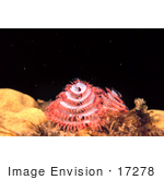 #17278 Picture Of A Pink And White Christmas Tree Worm (Spirobranchus Giganteus)