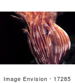 #17285 Picture Of A Sabellid Worm In The Caribbean Sea