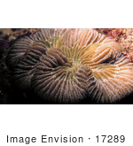 #17289 Picture Of Coral Underwater In The Caribbean Sea