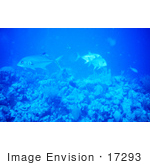 #17293 Picture Of A Small Group Of Crevalle Jack Fish (Caranx Hippos)