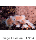 #17294 Picture Of A Small Group Of Pink And White Feather Duster Worms (Sabellidae)