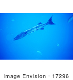 #17296 Picture Of A Great Barracuda (Sphyraena Barracuda) Fish