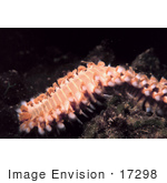 #17298 Picture Of One Orange Fireworm (Eurythoe Complanata)