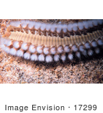 #17299 Picture Of One Orange Fireworm (Eurythoe Complanata)