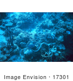 #17301 Picture Of A Snake Eel On A Coral Reef In The Caribbean Sea
