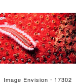 #17302 Picture Of One Orange Fireworm (Eurythoe Complanata)