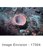 #17304 Picture Of A Barrel Sponge With Banded Coral Shrimp (Stenopus Hispidus) Inside Of It