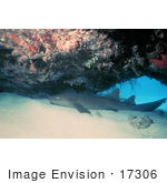 #17306 Picture Of A Nurse Shark (Ginglymostoma Cirratum)